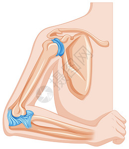 人体插图中的肘关节图片