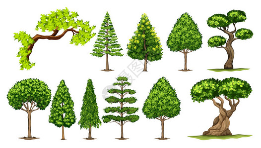 不同种类的树木插图背景图片