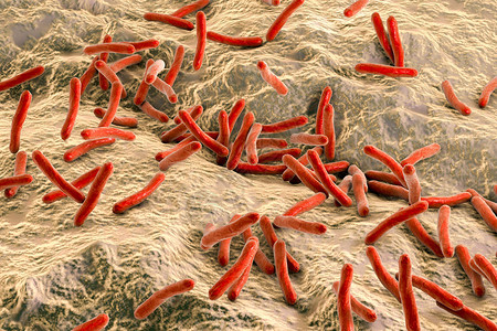 人体内有菌细胞菌的3D插图图片