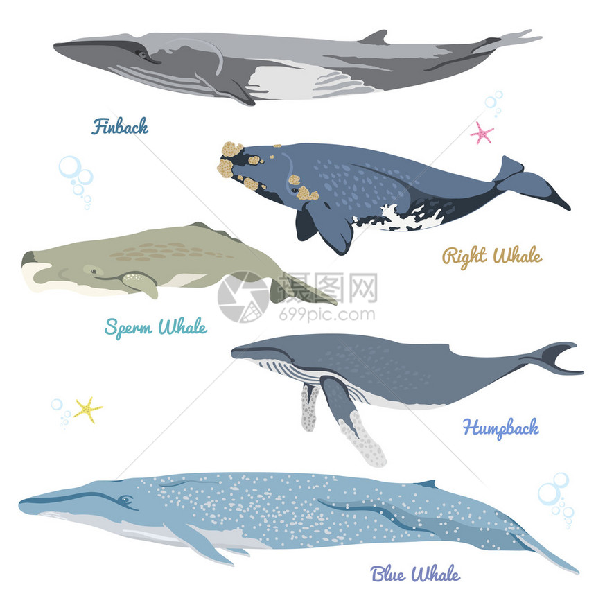 来自世界的鲸鱼现实图标矢量图包括鳍背鲸露脊鲸抹香鲸图片