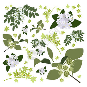 一组画野花草药和叶子画田间植物平面风格的植物插图彩色花卉收藏手绘矢量图像背景图片