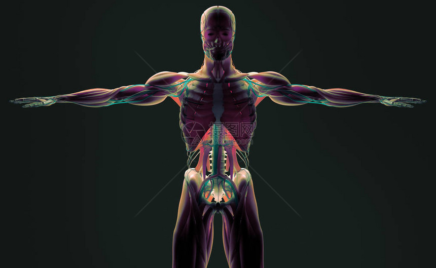 人体解剖模型3D插图图片