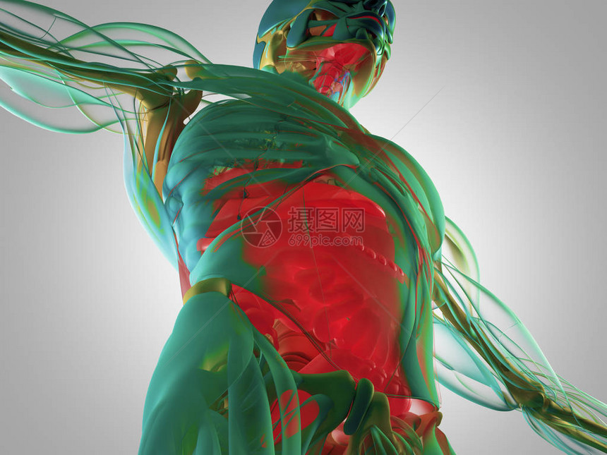 消化系统解剖模型3d插图图片