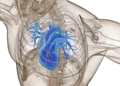 人类心脏解剖模图片