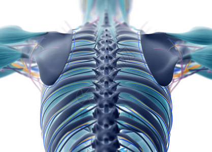人类背部解剖模图片