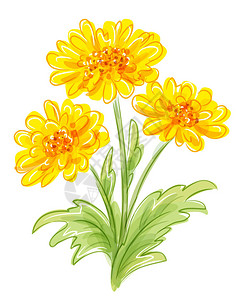 黄色花团的矢量图画图片