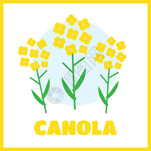 Canola花矢量插图图片