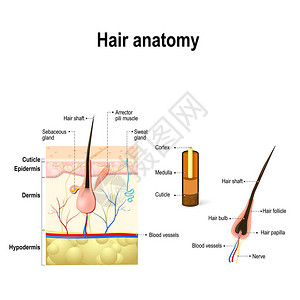 毛囊和皮肤层交叉部分的图解表ACN9WGIII图片