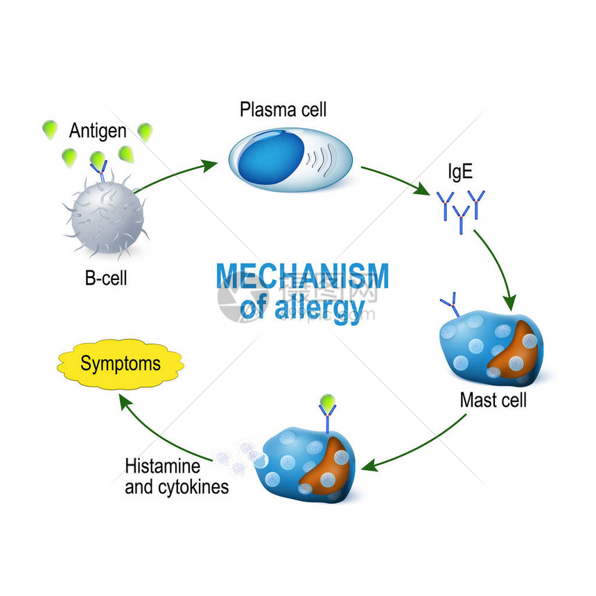 过敏机制肥大细胞和过敏反应B细胞于过敏原图片