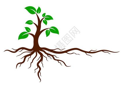 绿树的标志与根系统图片