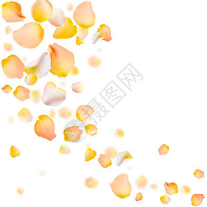 玫瑰花瓣矢量背景Eps10插图黄色玫瑰花瓣散落在白色背景上框图片