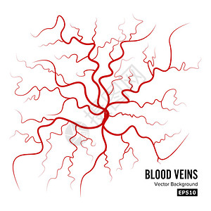 人类血液矢量血动脉分离于白线上血动脉图片