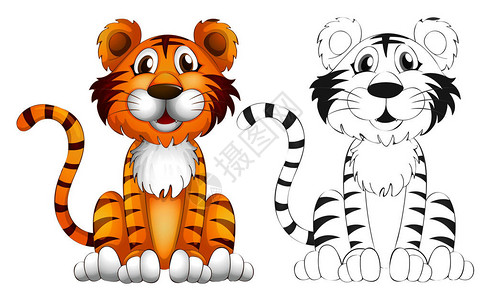老虎插图的动物大纲图片