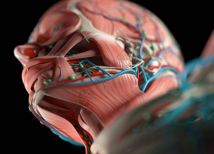 人体血管系统解剖模图片