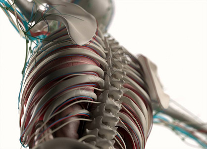人体血管和神经系统解剖模型图片