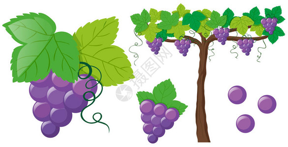 葡萄藤上的新鲜葡萄插图图片