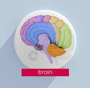 人类大脑解剖模型图标背景图片