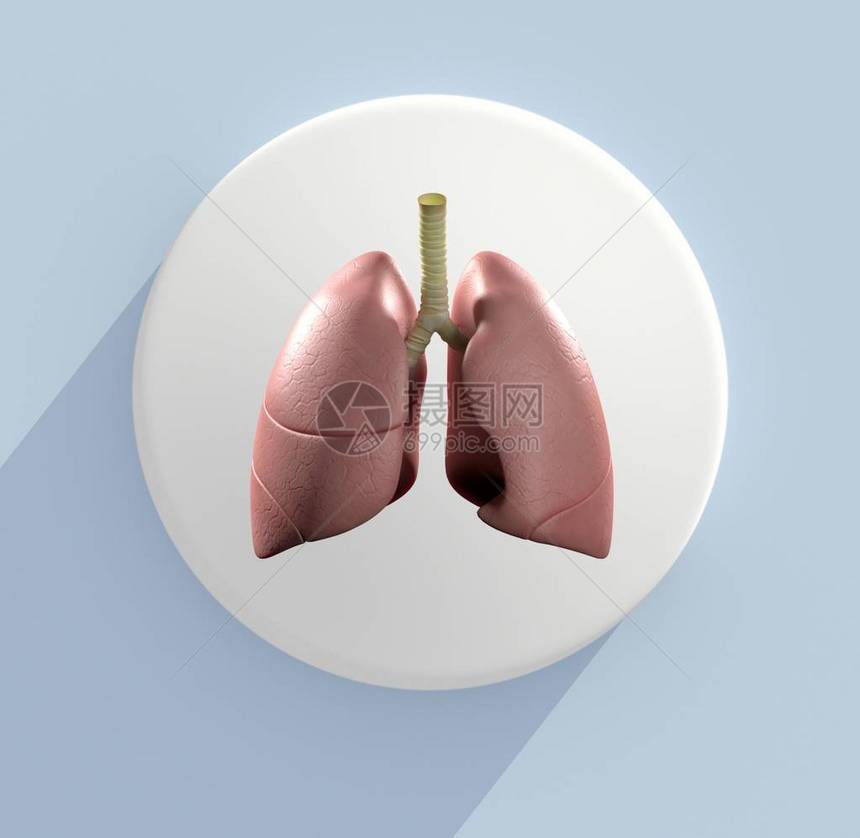 人体肺解剖模型图标图片