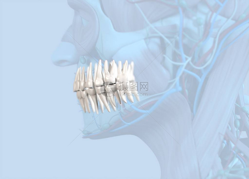 人类牙齿解剖模图片