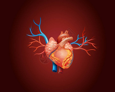 显示人类心脏图的表图片