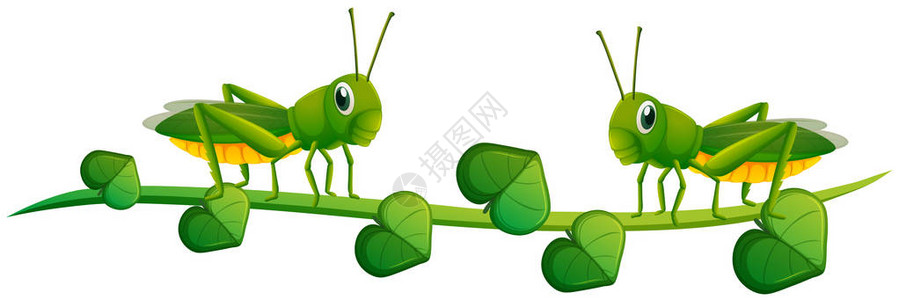绿藤插图上的两只蚱蜢背景图片