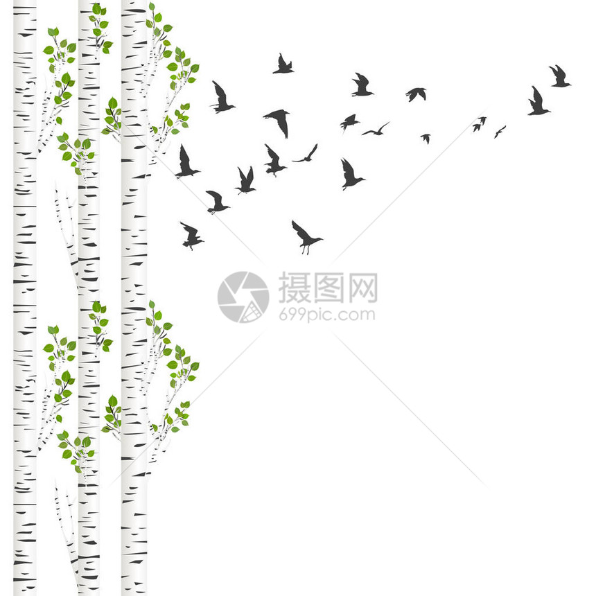 白桦树和鸟儿飞翔的背景图片