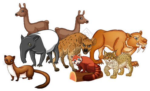 野生动物组图图片