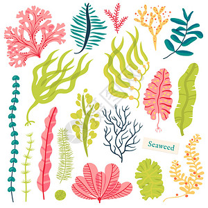 海植物和水生海洋藻类海藻设定矢量说明图片