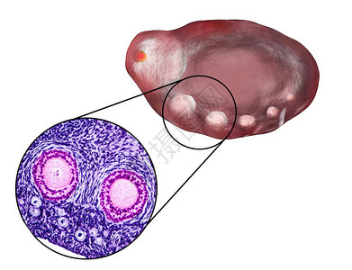 卵巢中显示原始初级和二级浮囊的横截面光显微镜血氧素和色放大度200背景图片