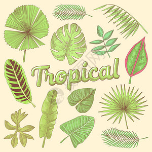热带树叶手绘涂鸦与棕榈和植物矢量图图片