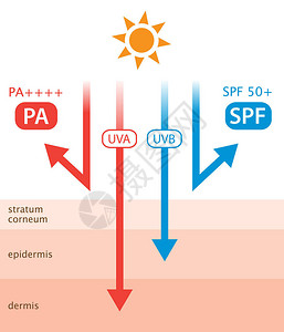 防护层透明膜SPF表示UVB防护PA插画