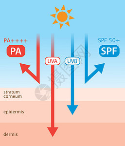 防护层透明膜SPF表示UVB防护PA插画