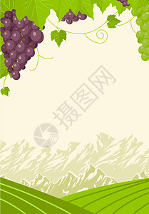 纳帕葡萄园用葡萄的老式框架插画