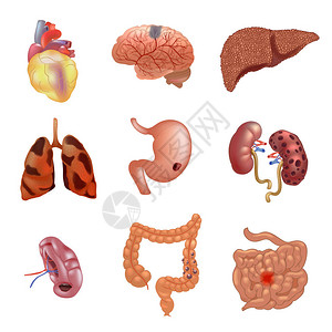 一系列人体解剖部分肝胃脑结肠毒气插图图片