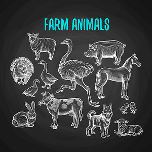 黑板上粉笔风格的农场动物集农场动物与牛羊猪马鸵鸟看门狗鸭兔鹅火鸡羊肉插画