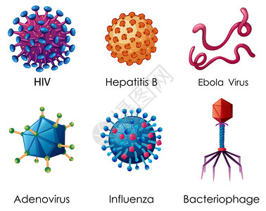 腺病毒白背景插图上的六种类插画