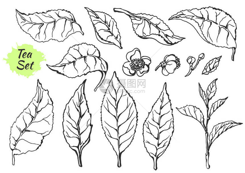 茶树灌木的部分支与叶子和花朵的集合植物绘图草图实际的自然有机产品在白色背景eps10图片