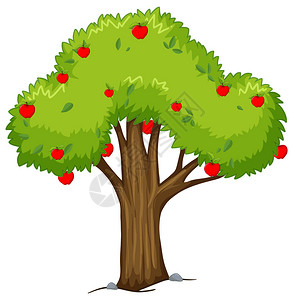 苹果树与红苹果插图图片