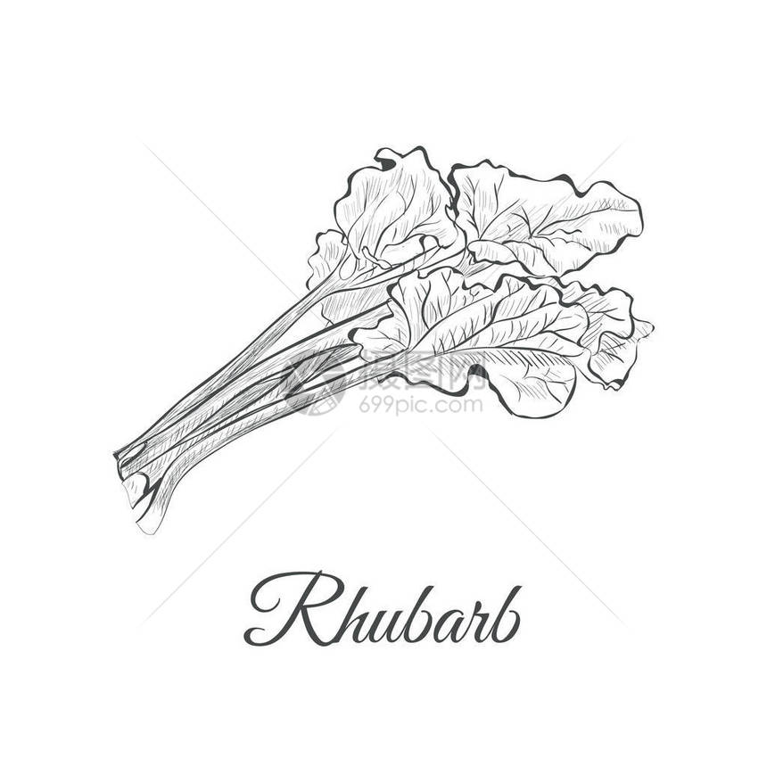 rhubarb草图手绘rhubar图片