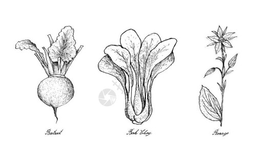 清炒小白菜蔬菜沙拉手拔画的鲜菜新鲜绿色甜菜根插图BokChoy和白背插画