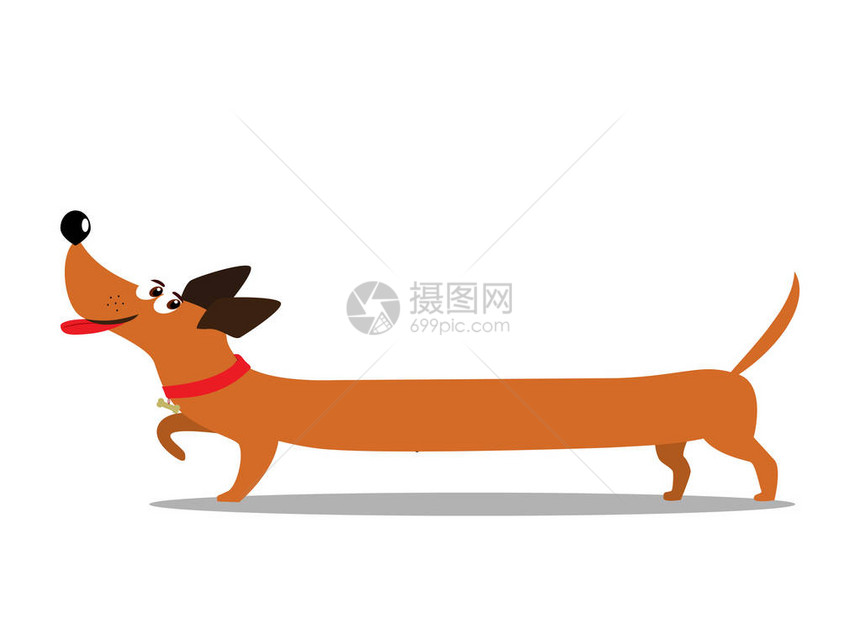 可爱的长卡通dachshund狗在白色背景中被孤立矢量插图片