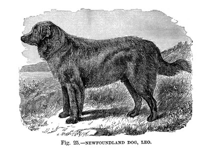 英国美国和其他的狗沃尔什181图片
