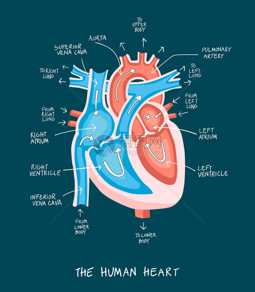 手画人类心脏解剖图教育图表显示血流和贴有标签的主要部分矢量插图很容易编辑Vict图片