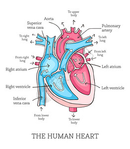 手画人类心脏解剖图图表显示血流和贴有的主要部分矢量插图很容易编辑Vict背景图片