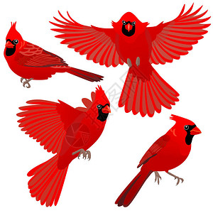 红衣主教鸟红衣主教鸟四方姿势坐在白背景图片