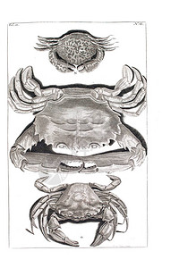 螃蟹DAmboinscheRariteitkamer的插图图片