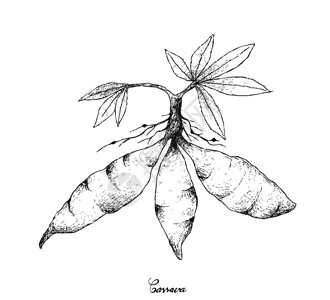 普雷西迪奥根植物和土豆蔬菜插画