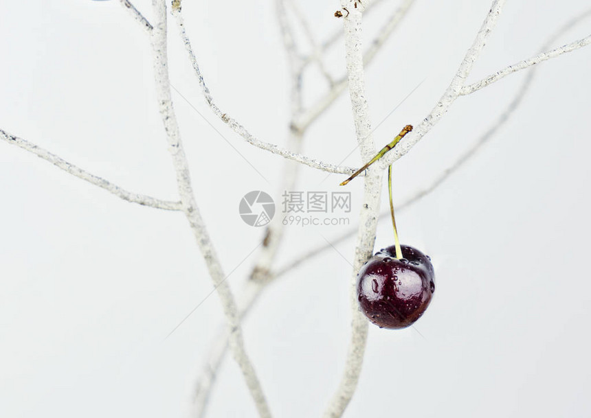 一个红樱桃和里普樱桃挂在日本樱花珠宝抽象图片