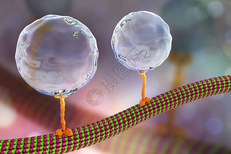 细胞内迁移动脉运动蛋白质传动分子通过微模体移图片