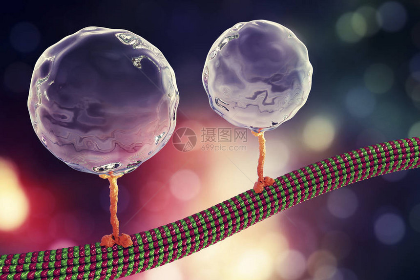 细胞内迁移动脉运动蛋白质传动分子通过微模体移